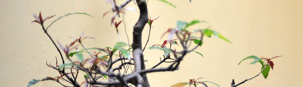 PrawySierpowy.pl – blog osobisty